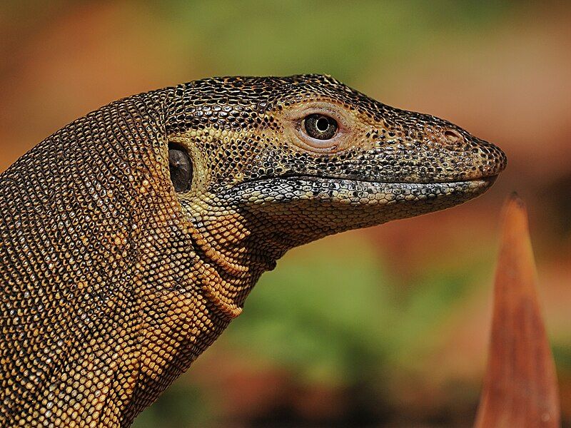 File:Varanus mertensi 401903624.jpg