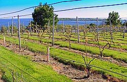 Vineyard in Waupoos