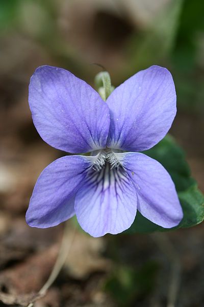 File:Viola riviniana-01 (xndr).jpg