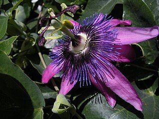 Passion Flower