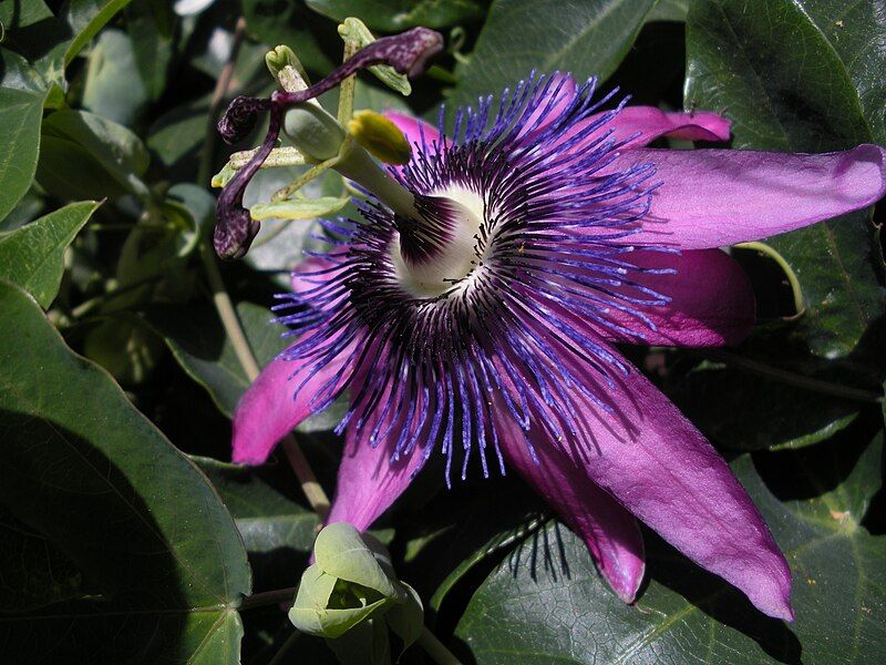 File:Violet Passion Flower.jpg