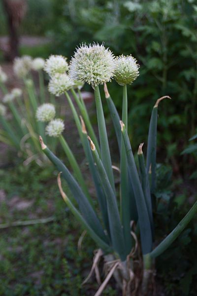 File:Welsh onion.jpg