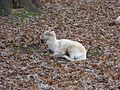 White Deer Buck