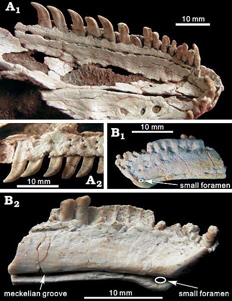 File:Xixiasaurus jaws.jpg