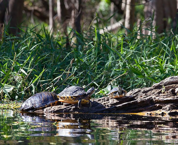 File:Yellow-bellied Slider Turtles.jpg