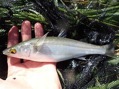 A caught Yellow-eye mullet held in a hand