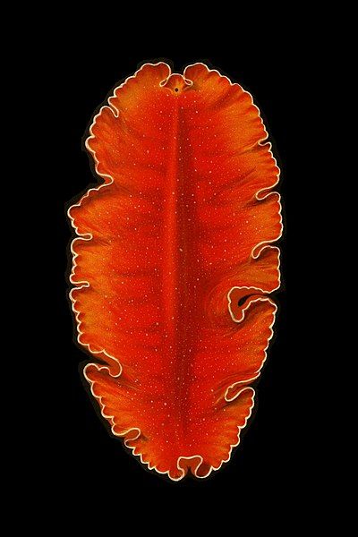 File:Yungia aurantiaca.jpg