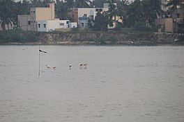 View of Korattur Lake