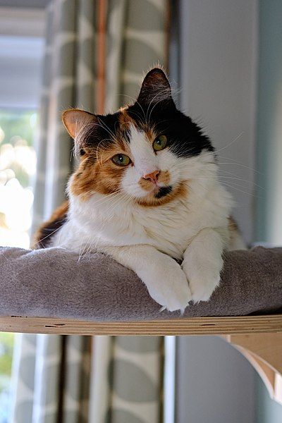 File:A Calico cat.jpg