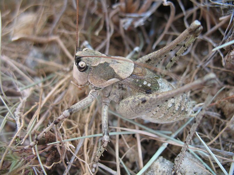 File:Anadrymadusa retowskii male.JPG