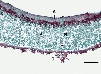 Light microscopy of a transverse section of a Physcia lobe. A=fungal layer (paraplectenchymatous upper cortex), B=algal cells, C=medulla, D=lower cortex. Scale bar=0.1 mm