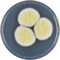 Aspergillus pseudoterreus growing on CYA plate