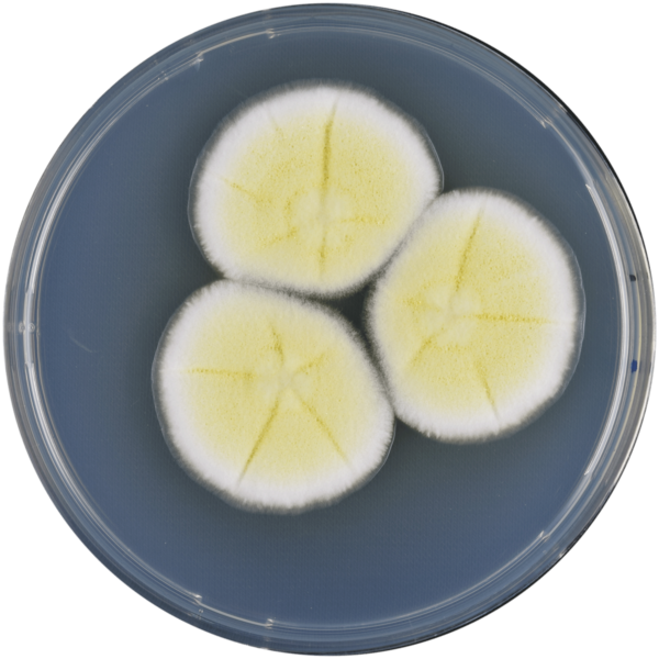 File:Aspergillus pseudoterreus cya.png