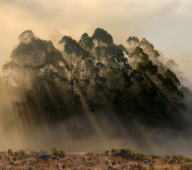 File:Back-scattering crepuscular rays.jpg