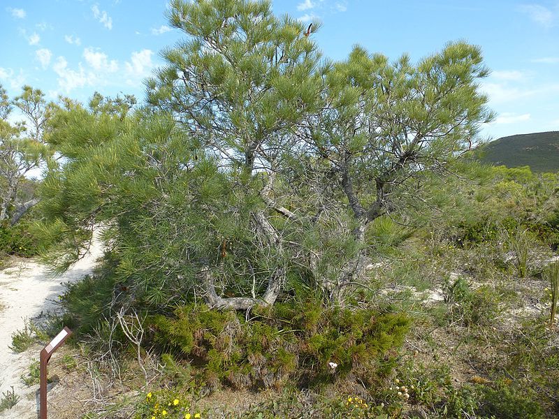 File:Banksia tricuspis (habit).jpg