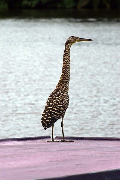 File:Bare-throated Tiger Heron1.jpg