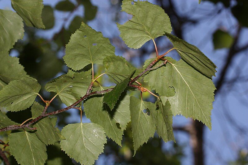 File:Betula papyrifera 8853.JPG