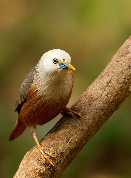 File:Blyth's starling.jpg