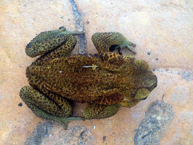 File:Bufo guentheri.JPG