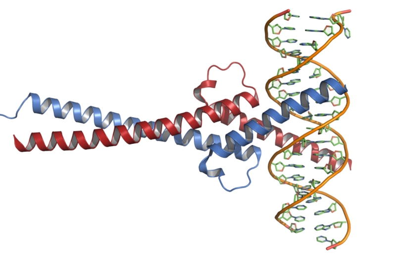 File:C-Myc-DNA complex.png