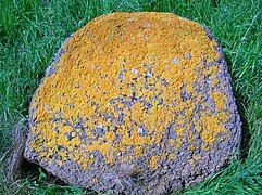 rounded greyish rock covered in bumpy orange splotches sitting on green grass