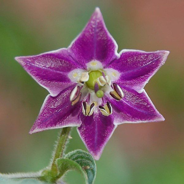 File:Capsicum pubescens flower.jpg