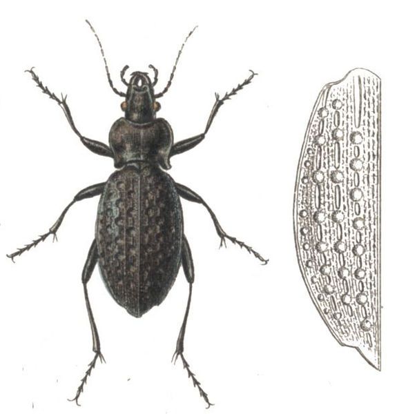 File:Carabus variolosus.jpg