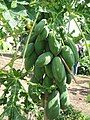 Carica papaya