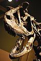 The skull of the Carnotaurus mount.