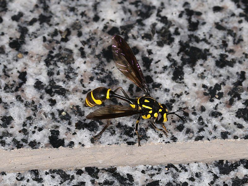 File:Ceriana sp. (40991779951).jpg