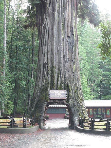 File:Chandelier Tree.jpg