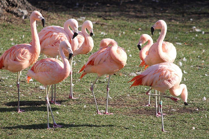 File:Chilean flamingo.jpg