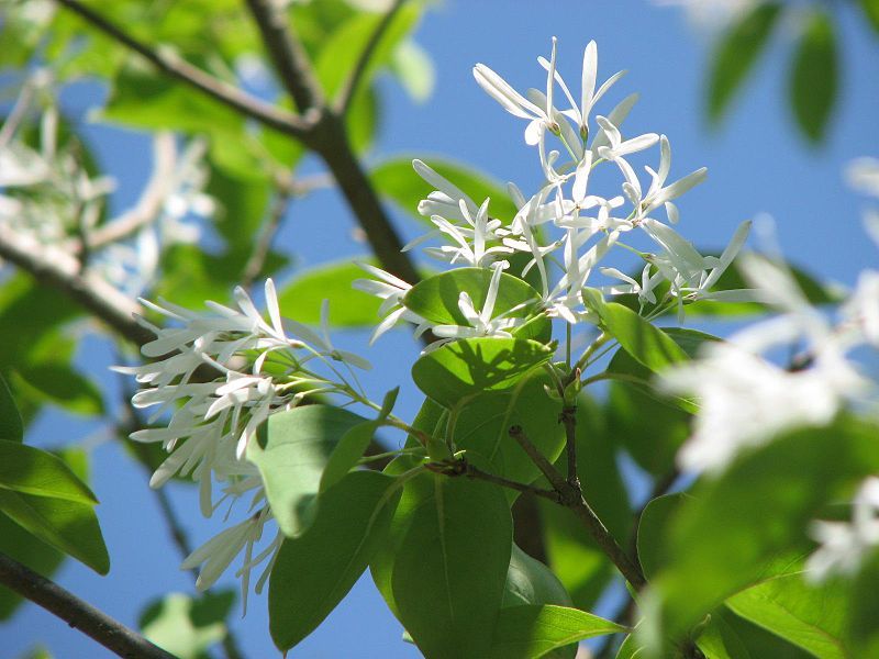 File:Chionanthus retusus flower.jpg