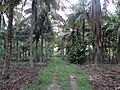 Coconut Garden(ತೆಂಗಿನ ತೋಟ)