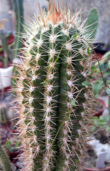 File:Coleocephalocereus goebelianus 2.jpg