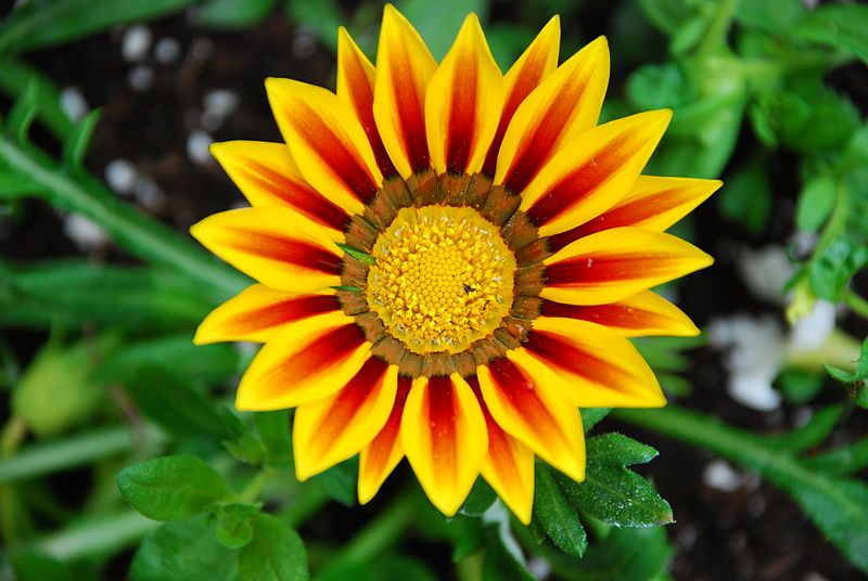 File:Colourful Flower 01.JPG