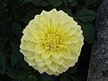 Dahlia "Tengrove Millenium"