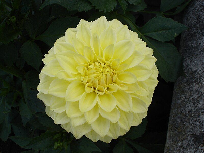 File:Dahlia Tengrove Millennium.jpg