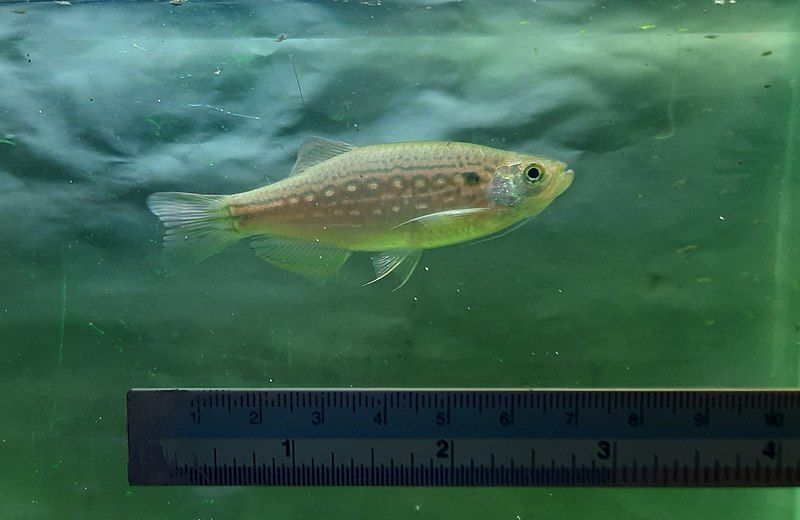 File:Danio sysphigmatus.jpg