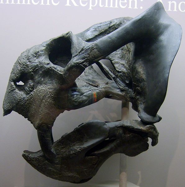 File:Daptocephalus.jpg