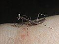 Deroplatys lobata 1st instar nymph on a hand