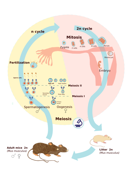 File:Diploid English.svg