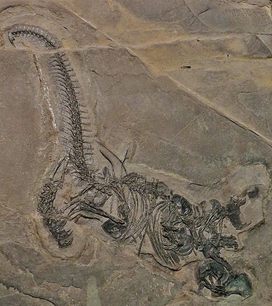 File:Drepanosaurus unguicaudatus Zogno.JPG