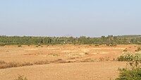 Dry field of lake