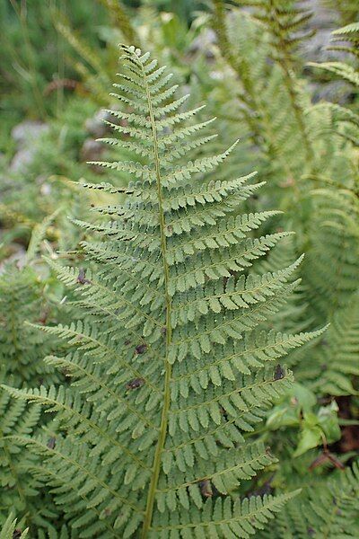 File:Dryopteris villarii kz01.jpg