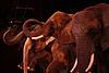 Circus elephants in Germany