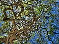 Twisted branches in Emirgan Park, Istanbul.