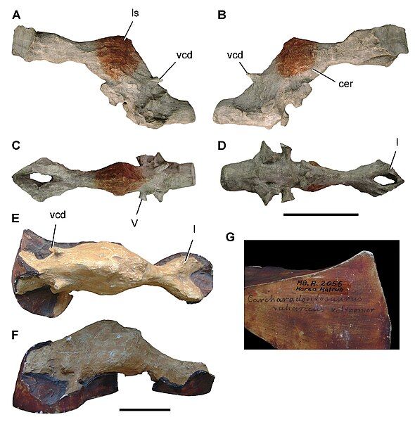 File:Endocasts of Carcharodontosaurus.jpg