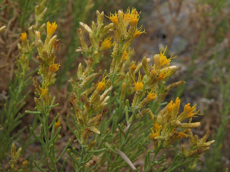 File:Ericameria teretifolia 13706958.jpg