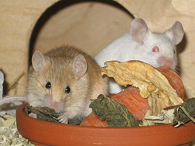 Mice with food